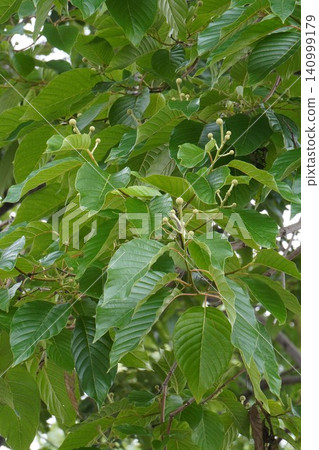The buds of the Japanese snowbell tree are gradually growing larger - June 2026 The buds of the Japanese snowbell tree are gradually growing larger - June 2026 140999179
