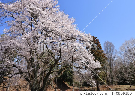 埼玉縣寄居町八形城遺址的宇治國櫻花樹 埼玉縣寄居町八形城遺址的宇治國櫻花樹 140999199
