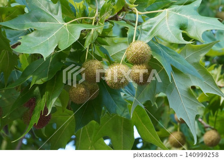 Plane tree fruit - June 2026 Plane tree fruit - June 2026 140999258