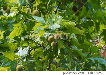 Plane tree fruit - June 2026 Plane tree fruit - June 2026 140999259