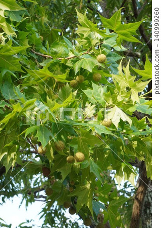 Plane tree fruit - June 2026 140999260
