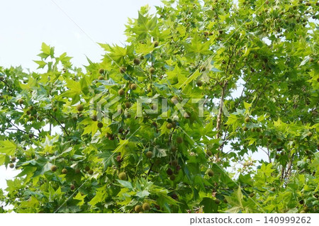 Plane tree fruit - June 2026 Plane tree fruit - June 2026 140999262