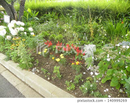 花園裡的安娜貝爾繡球花、鼠尾草和萬壽菊 花園裡的安娜貝爾繡球花、鼠尾草和萬壽菊 140999269
