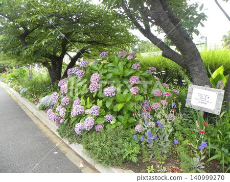 Purple hydrangeas in the flower garden of Kojima Flower Association Purple hydrangeas in the flower garden of Kojima Flower Association 140999270