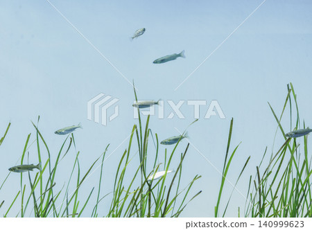 Natural texture material: Lush green seaweed lines and small fish spreading across the bottom of the screen. Natural texture material: Lush green seaweed lines and small fish spreading across the bottom of the screen. 140999623