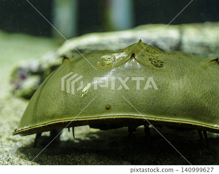A close-up of a living fossil horseshoe crab, standing still on the sand at the bottom of the water. A close-up of a living fossil horseshoe crab, standing still on the sand at the bottom of the water. 140999627