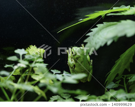 A cute tree frog peeking out from between the lush green leaves, clinging to the glass. A cute tree frog peeking out from between the lush green leaves, clinging to the glass. 140999629