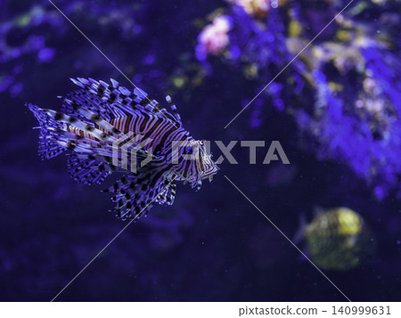 Lionfish swim gracefully in a beautiful blue aquarium, spreading their large fins. Lionfish swim gracefully in a beautiful blue aquarium, spreading their large fins. 140999631