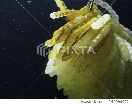 Mysterious marine life drifting in the water: Cuttlefish eggs on display at an aquarium Mysterious marine life drifting in the water: Cuttlefish eggs on display at an aquarium 140999632