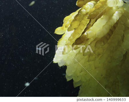 Mysterious marine life drifting in the water: Cuttlefish eggs on display at an aquarium Mysterious marine life drifting in the water: Cuttlefish eggs on display at an aquarium 140999633