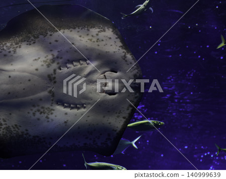A close-up of the underside (back) of a large spotted ray seen through the acrylic panel of a giant aquarium. A close-up of the underside (back) of a large spotted ray seen through the acrylic panel of a giant aquarium. 140999639