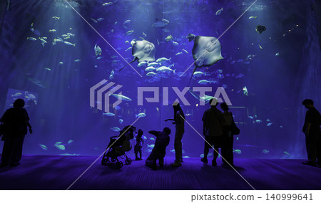 陽光灑在鰩魚和鯊魚身上,它們優雅地遊動著,遊客的身影在水族館巨大的水箱背景下顯得格外醒目。 陽光灑在鰩魚和鯊魚身上,它們優雅地遊動著,遊客的身影在水族館巨大的水箱背景下顯得格外醒目。 140999641