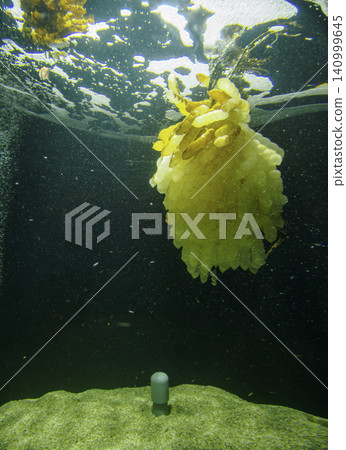 Mysterious marine life drifting in the water: Cuttlefish eggs on display at an aquarium Mysterious marine life drifting in the water: Cuttlefish eggs on display at an aquarium 140999645