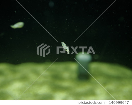 A tiny, newly hatched squid baby swims through the dark depths of the ocean, glowing like a single light. A tiny, newly hatched squid baby swims through the dark depths of the ocean, glowing like a single light. 140999647