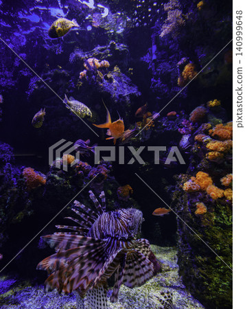 獅子魚在生機勃勃的珊瑚礁水族箱中展開巨大的魚鰭，周圍環繞著色彩繽紛的熱帶魚。 140999648