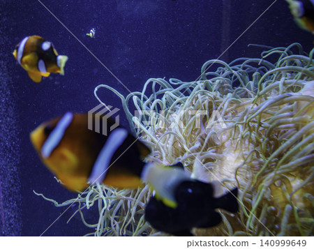 A cute clownfish (Ocellaris clownfish) hiding among the tentacles of a sea anemone. A cute clownfish (Ocellaris clownfish) hiding among the tentacles of a sea anemone. 140999649