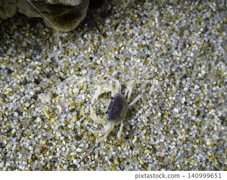 A close-up, overhead view of a small, cute freshwater crab walking on colorful gravel. A close-up, overhead view of a small, cute freshwater crab walking on colorful gravel. 140999651