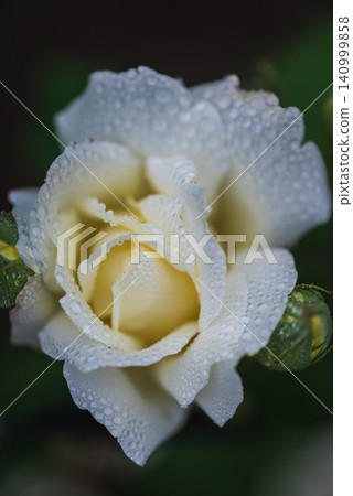 Roses, translucent after being wet with rain Roses, translucent after being wet with rain 140999858