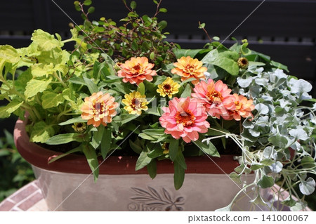 Tropical colored zinnia mixed planting Tropical colored zinnia mixed planting 141000067