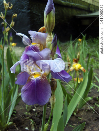 Close-up shot of blooming purple iris flowers with yellow accents on green stem. The delicate blossoms and unopen buds grow in garden, captured against a soft blurred background on a summer day Close-up shot of blooming purple iris flowers with yellow accents on green stem. The delicate blossoms and unopen buds grow in garden, captured against a soft blurred background on a summer day 141000082