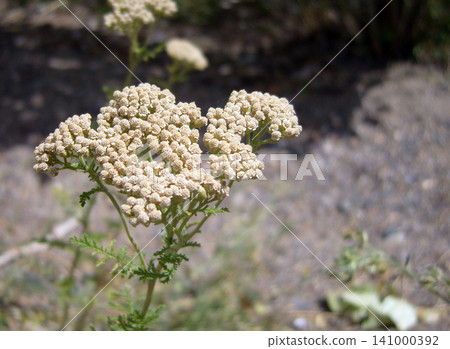 Close-up shot of blooming white yarrow flower on a sunny day. The cluster of small, delicate blossoms stands on a green stem, captured with a soft blurred nature background in shallow depth of field Close-up shot of blooming white yarrow flower on a sunny day. The cluster of small, delicate blossoms stands on a green stem, captured with a soft blurred nature background in shallow depth of field 141000392