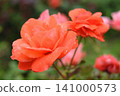 A red rose 141000573
