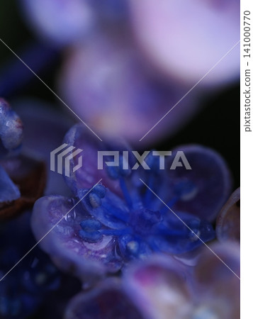 Hydrangea with water drops Hydrangea with water drops 141000770