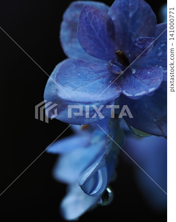 Hydrangea wet in the rain Hydrangea wet in the rain 141000771