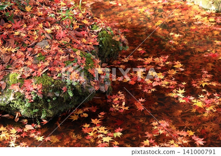 日式花園池塘裡漂浮著楓葉。 日式花園池塘裡漂浮著楓葉。 141000791