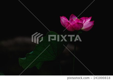 一朵神秘而美麗的粉紅色蓮花從黑暗中綻放。 141000818