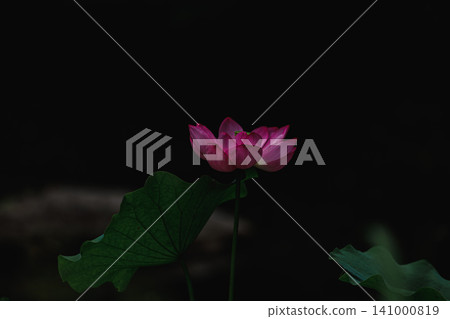 一朵神秘而美麗的粉紅色蓮花從黑暗中綻放。 141000819