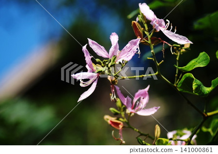 Close up blooming pink Bauhinia purpurea flowers branch in tropical garden with blue sky and greenery background 141000861