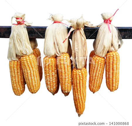 Dried corn on cobs hung on the metal beam isolated on white background with clipping path Dried corn on cobs hung on the metal beam isolated on white background with clipping path 141000868