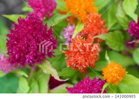 色彩繽紛的雞冠花 色彩繽紛的雞冠花 141000905