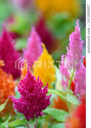 色彩繽紛的雞冠花 色彩繽紛的雞冠花 141000907