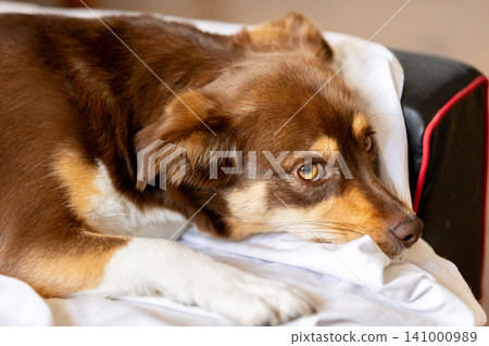 small brown dog lying in bed and looking into the camera 141000989