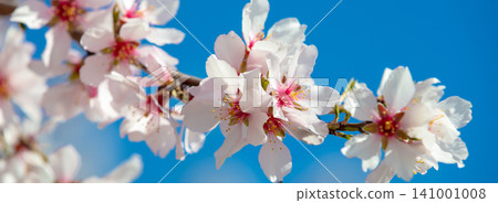 Blooming orchard. Flowering apricot tree branches 141001008