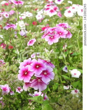 Phlox comes in a variety of colors. 141001245