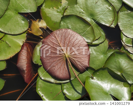 Water lily leaves floating on the water's surface Water lily leaves floating on the water's surface 141001279