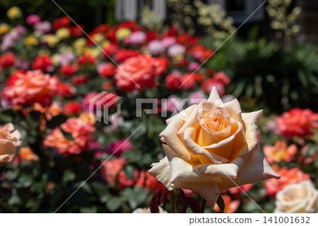 A close-up of vanilla perfume against a backdrop of roses in full bloom. A close-up of vanilla perfume against a backdrop of roses in full bloom. 141001632