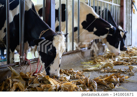 Cows eating crops in cows on dairy farm in barn. Banner modern meat and milk production or livestock industry Cows eating crops in cows on dairy farm in barn. Banner modern meat and milk production or livestock industry 141001671