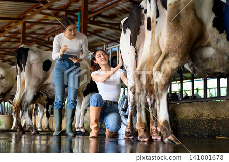 Dairy workers inspecting cow udder and recording data during milking process 141001678