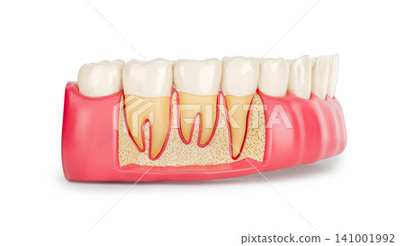 3D Detailed illustration of lower teeth cross section revealing roots, gum tissue, and jawbone structure 3D Detailed illustration of lower teeth cross section revealing roots, gum tissue, and jawbone structure 141001992
