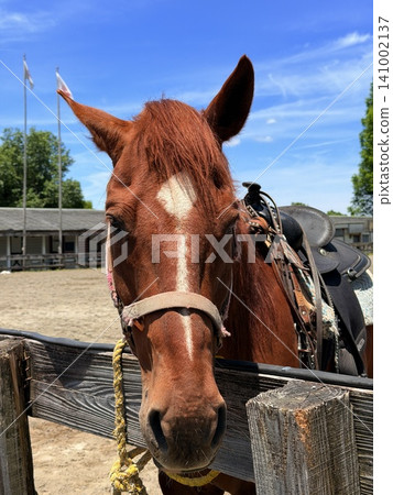 A horse wearing a Western saddle stands at a riding club in Iida Plateau, Aso-Kuju National Park, Kokonoe Town, Oita Prefecture. A horse wearing a Western saddle stands at a riding club in Iida Plateau, Aso-Kuju National Park, Kokonoe Town, Oita Prefecture. 141002137