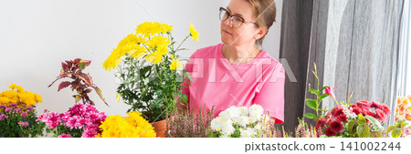 Woman 50 years old transplanting autumn flowers chrysanthemums and heathers into pots and holding a pot with a chrysanthemum and smiling, decorating a home terrace or balcony with flowers, banner 141002244