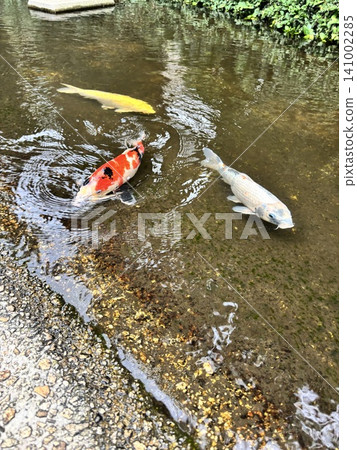 Koi swimming in the river Koi swimming in the river 141002285
