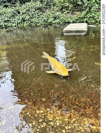 池塘裡遊著金鯉魚 池塘裡遊著金鯉魚 141002289
