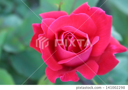 一朵紅玫瑰 一朵紅玫瑰 141002298