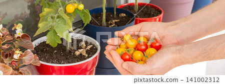 A man holds a collection of freshly picked tomatoes in his hands. He grows these vegetables on a balcony in a city apartment using plants in pots, banner A man holds a collection of freshly picked tomatoes in his hands. He grows these vegetables on a balcony in a city apartment using plants in pots, banner 141002312