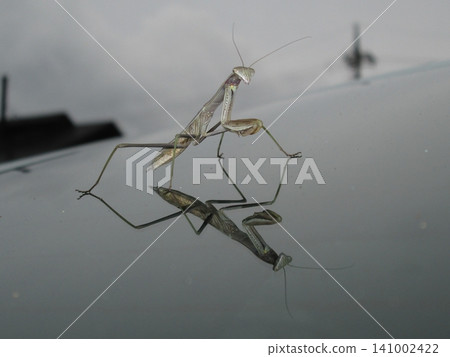White praying mantis 141002422